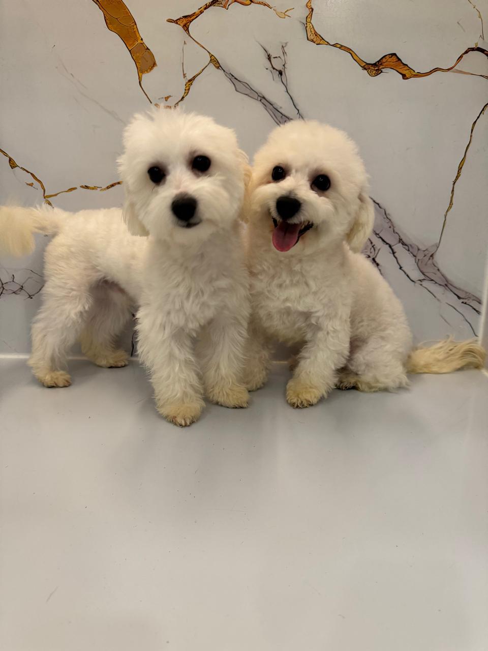 Maltipoo Male Puppies