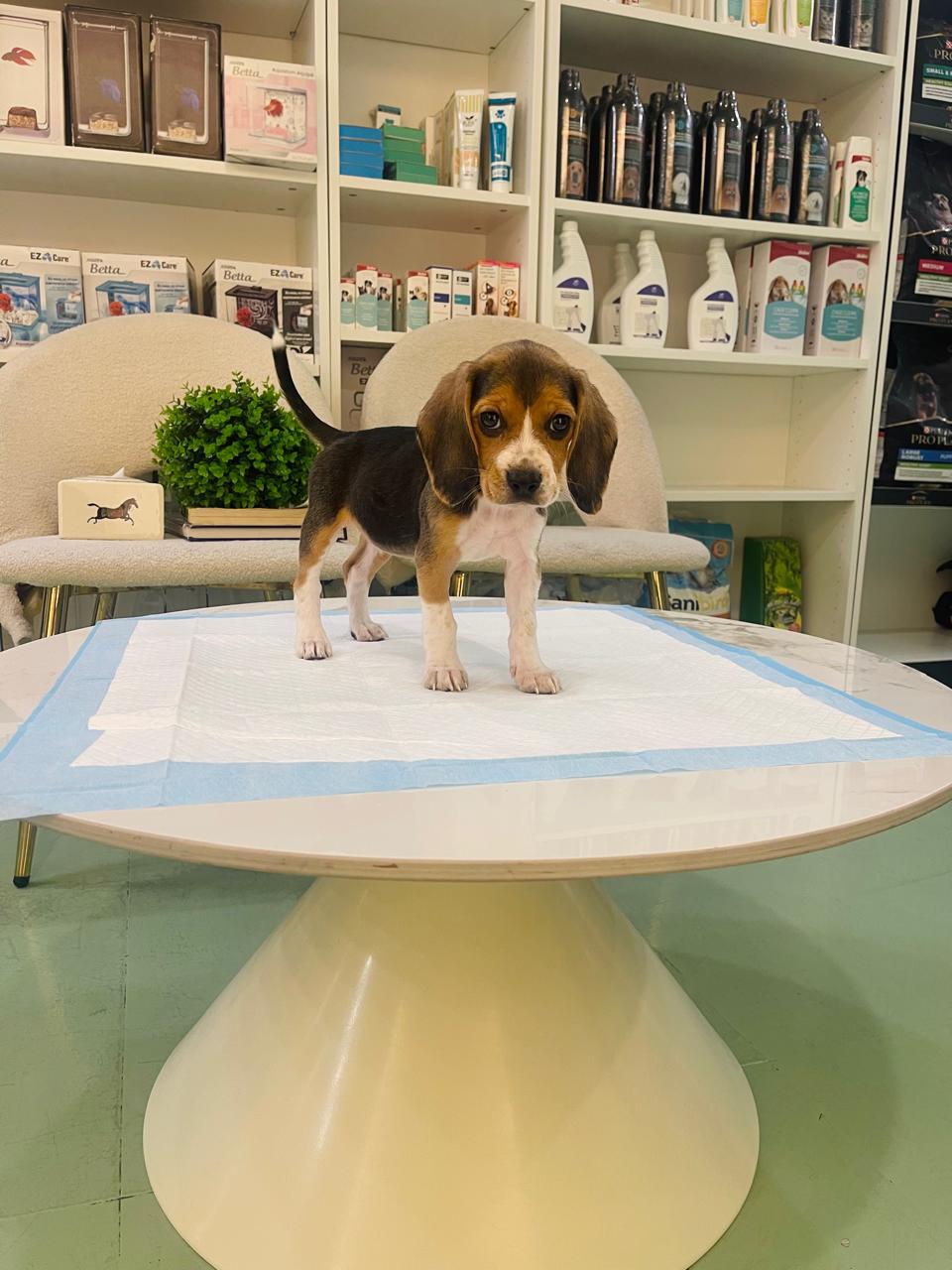 Beagle Puppy