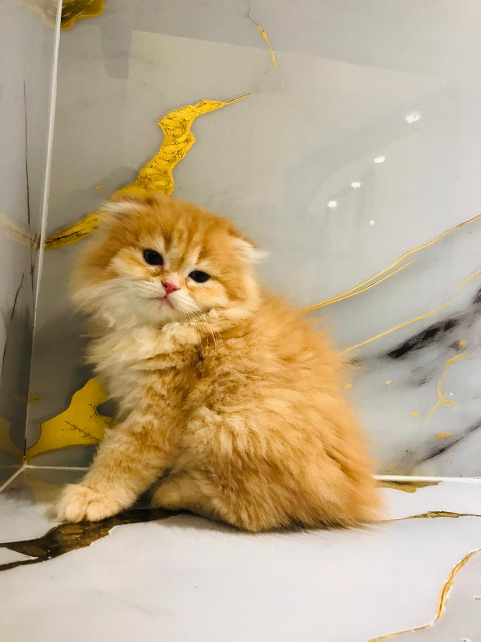 Scottish Fold Male Golden Chinchilla