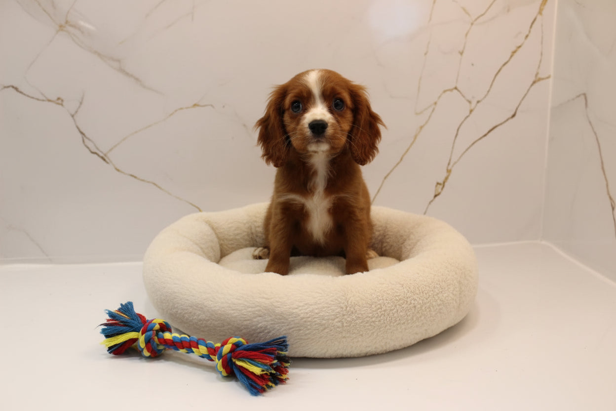 Cavalier King Charles Spaniel Puppies