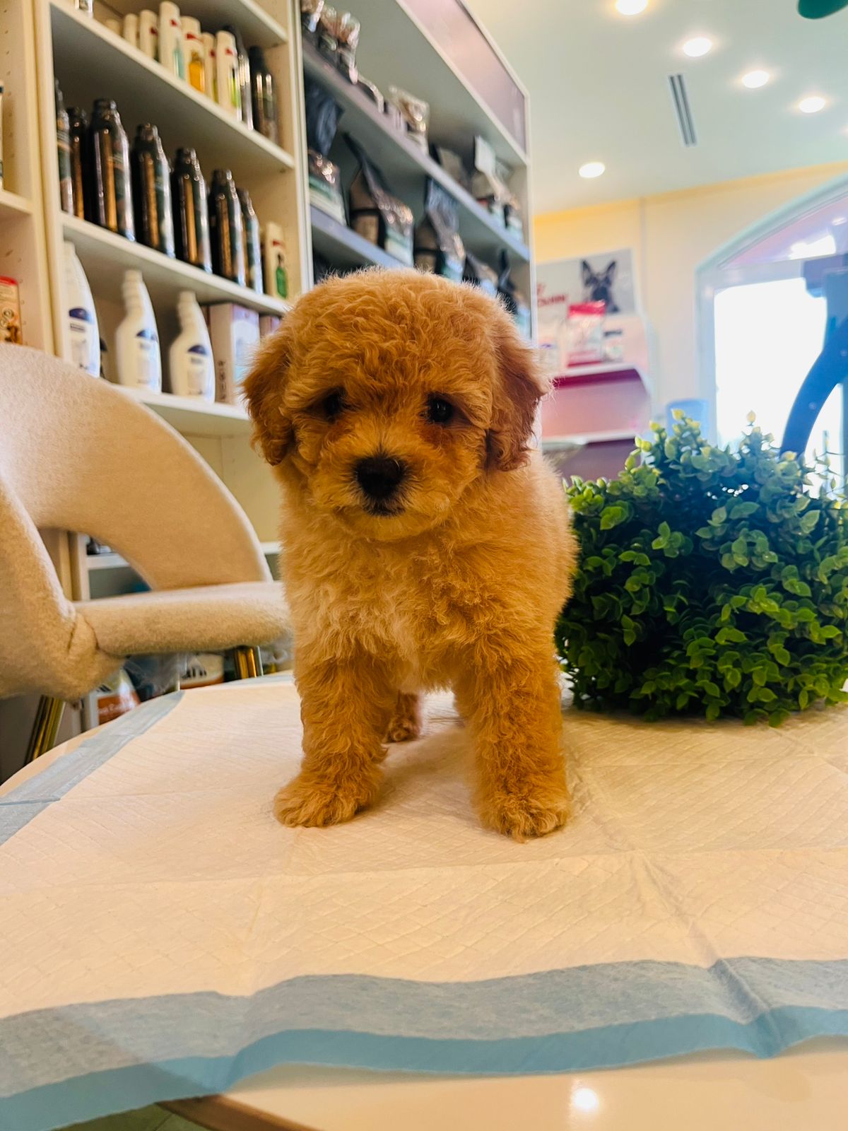 Poodle Puppy