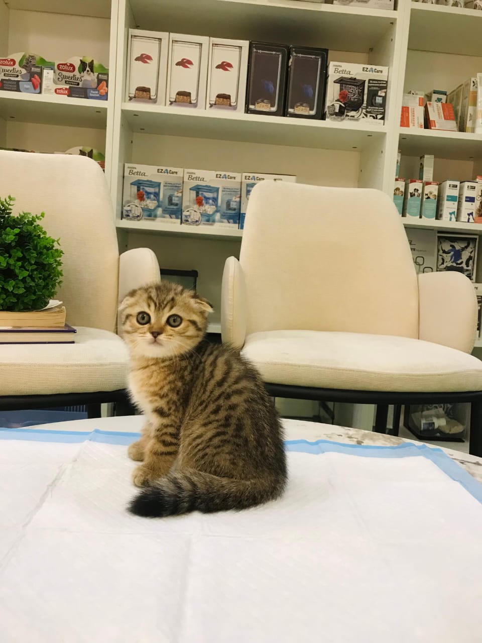 Scottish Fold Male Kitten