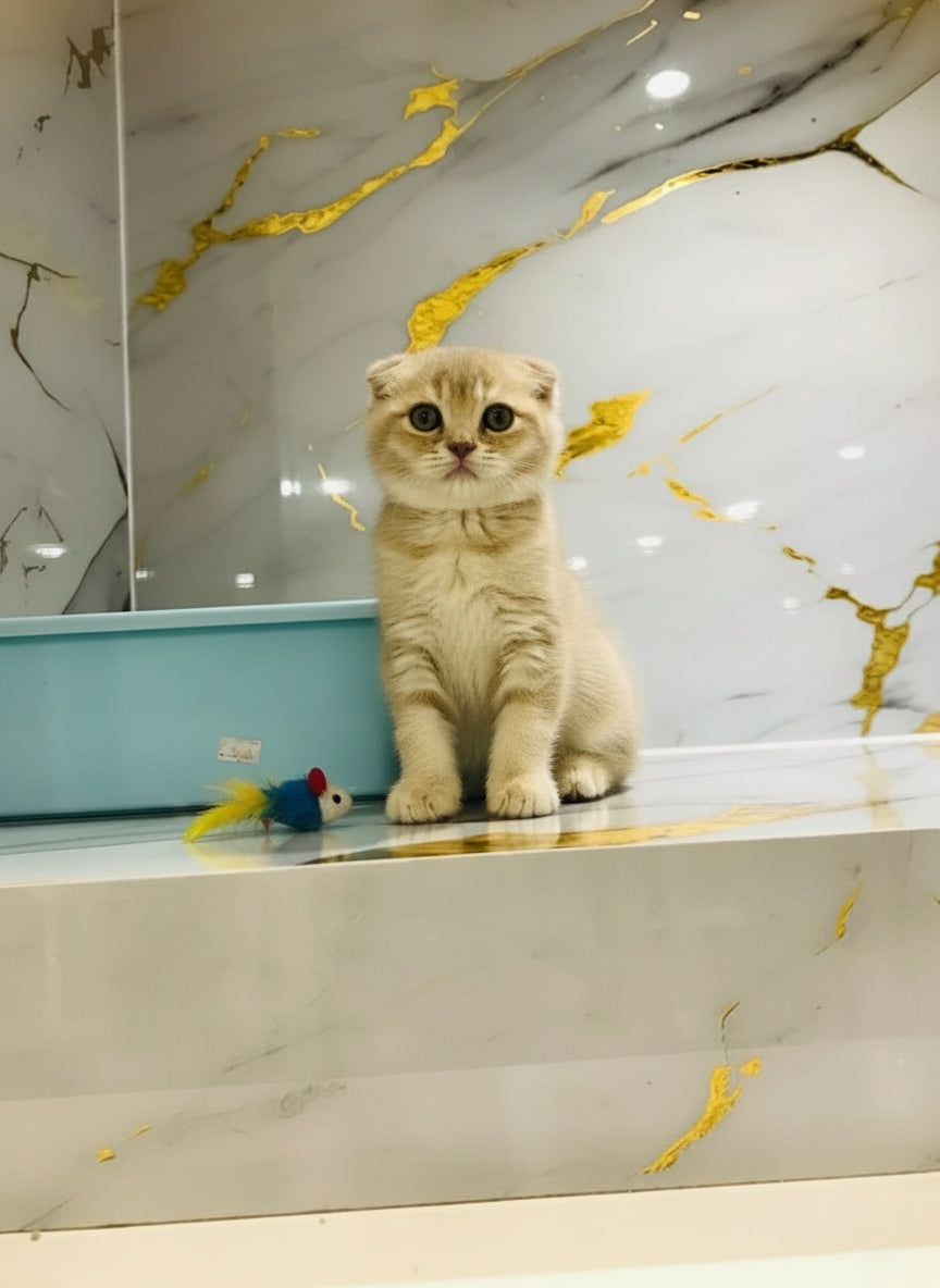 Cat sitting on a marble surface with gold accents