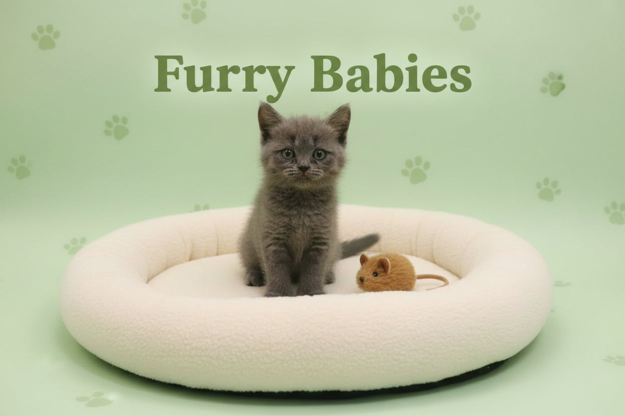 British Short Hair Kittens