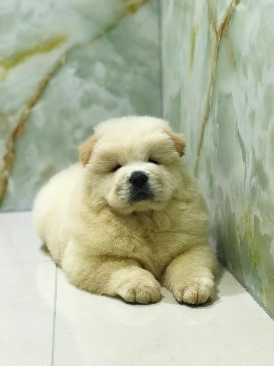 Chow Chow Puppies
