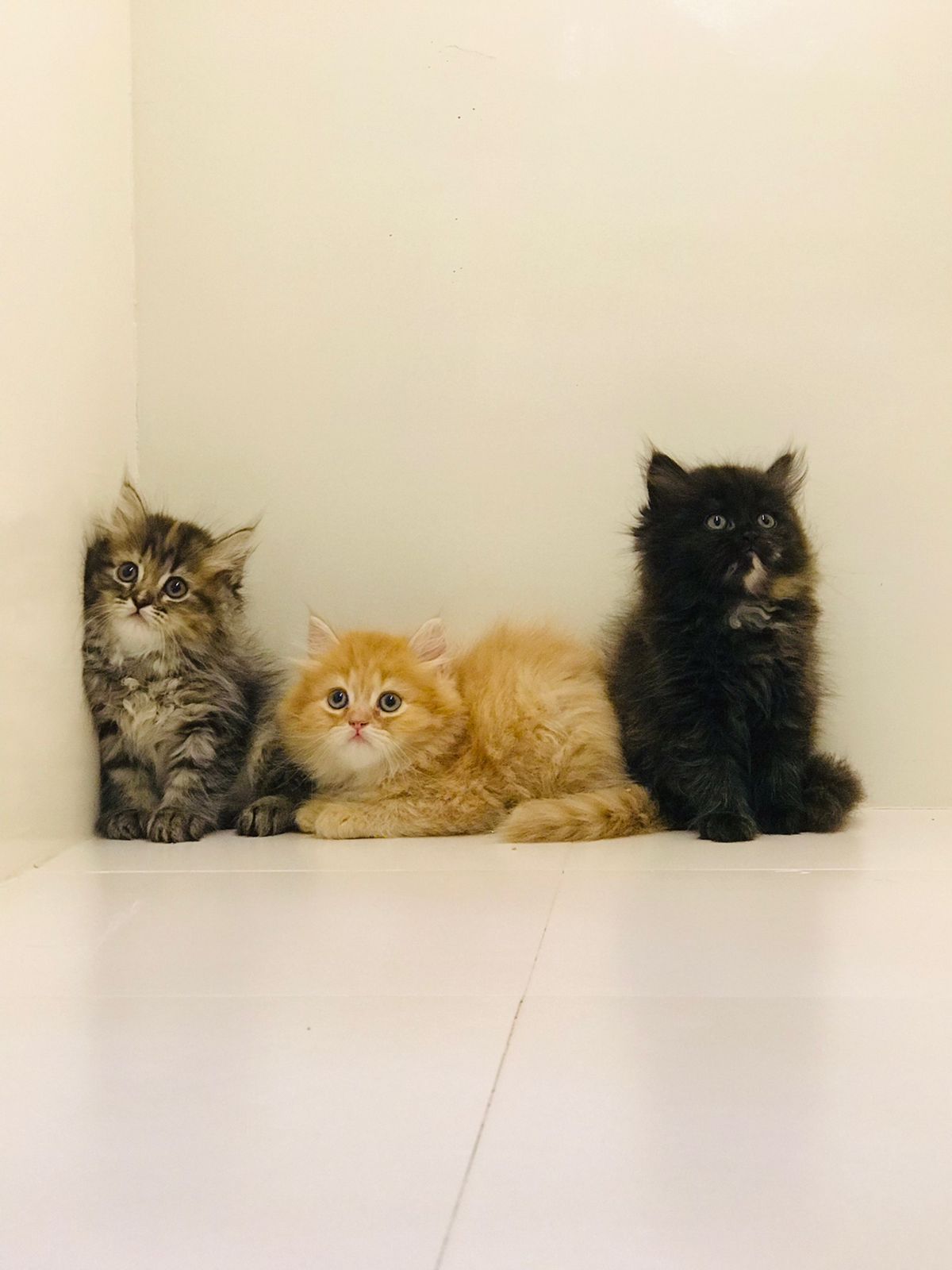 Siberian Male kitten