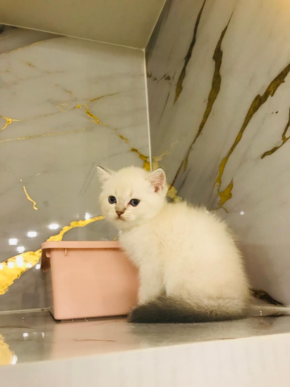 Ragdoll Female Kitten