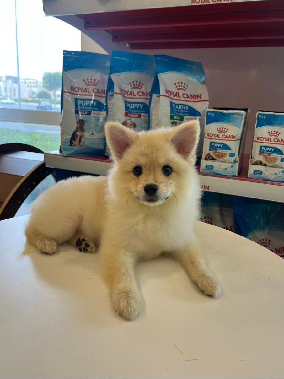 Tcup Pomerania Female Puppy