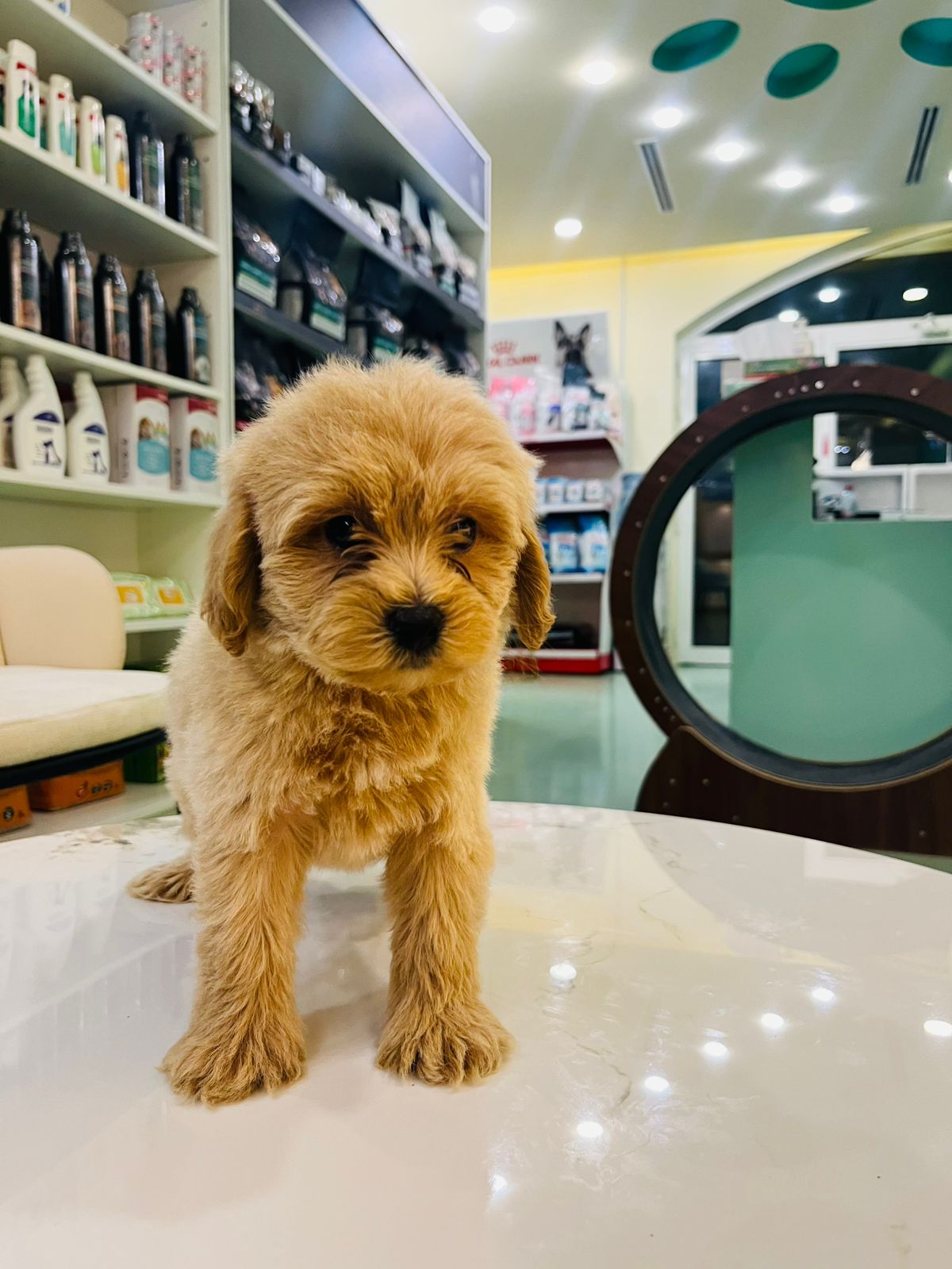 Maltipoo Male Puppy