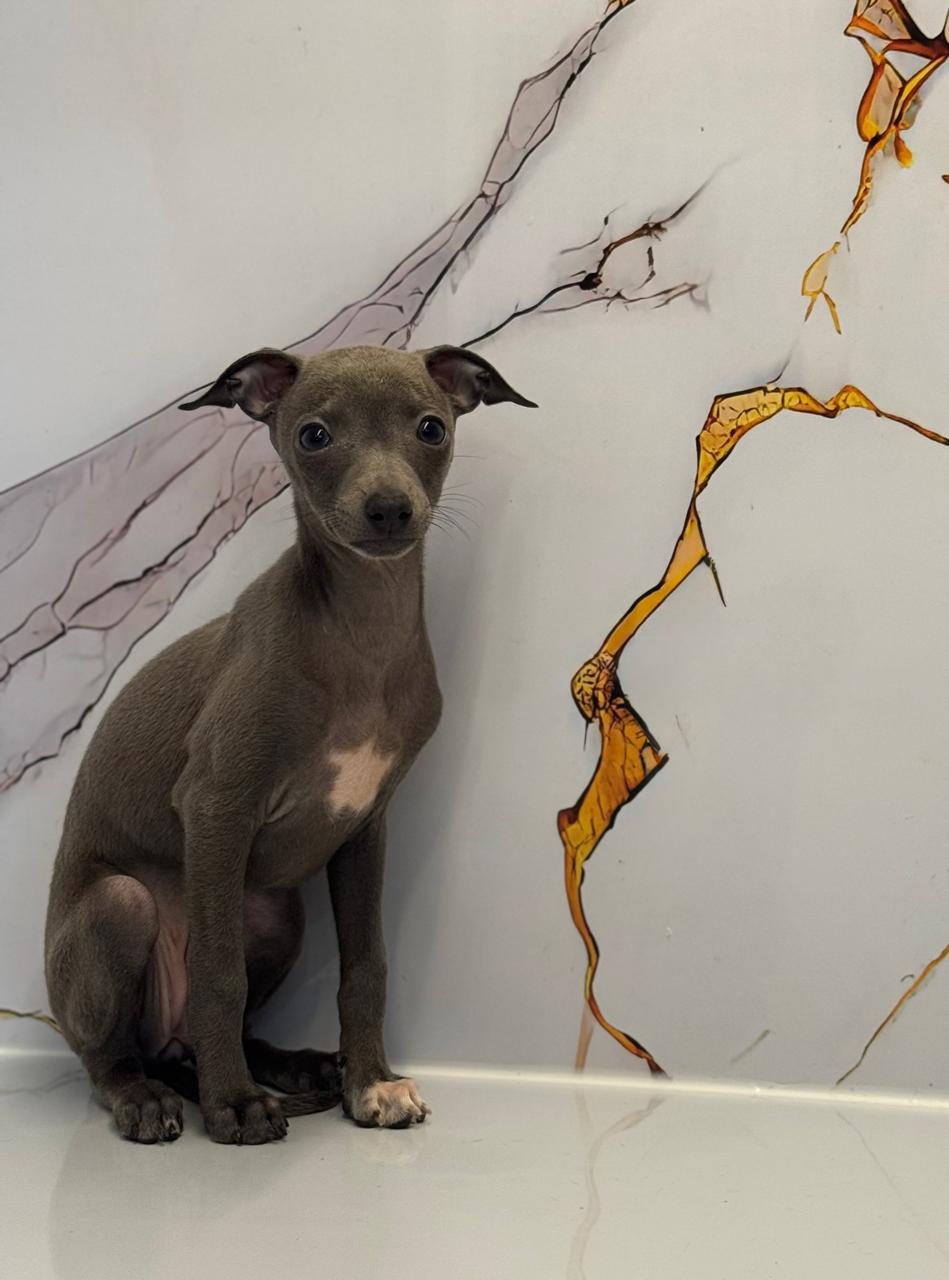 Italian Greyhound Puppies