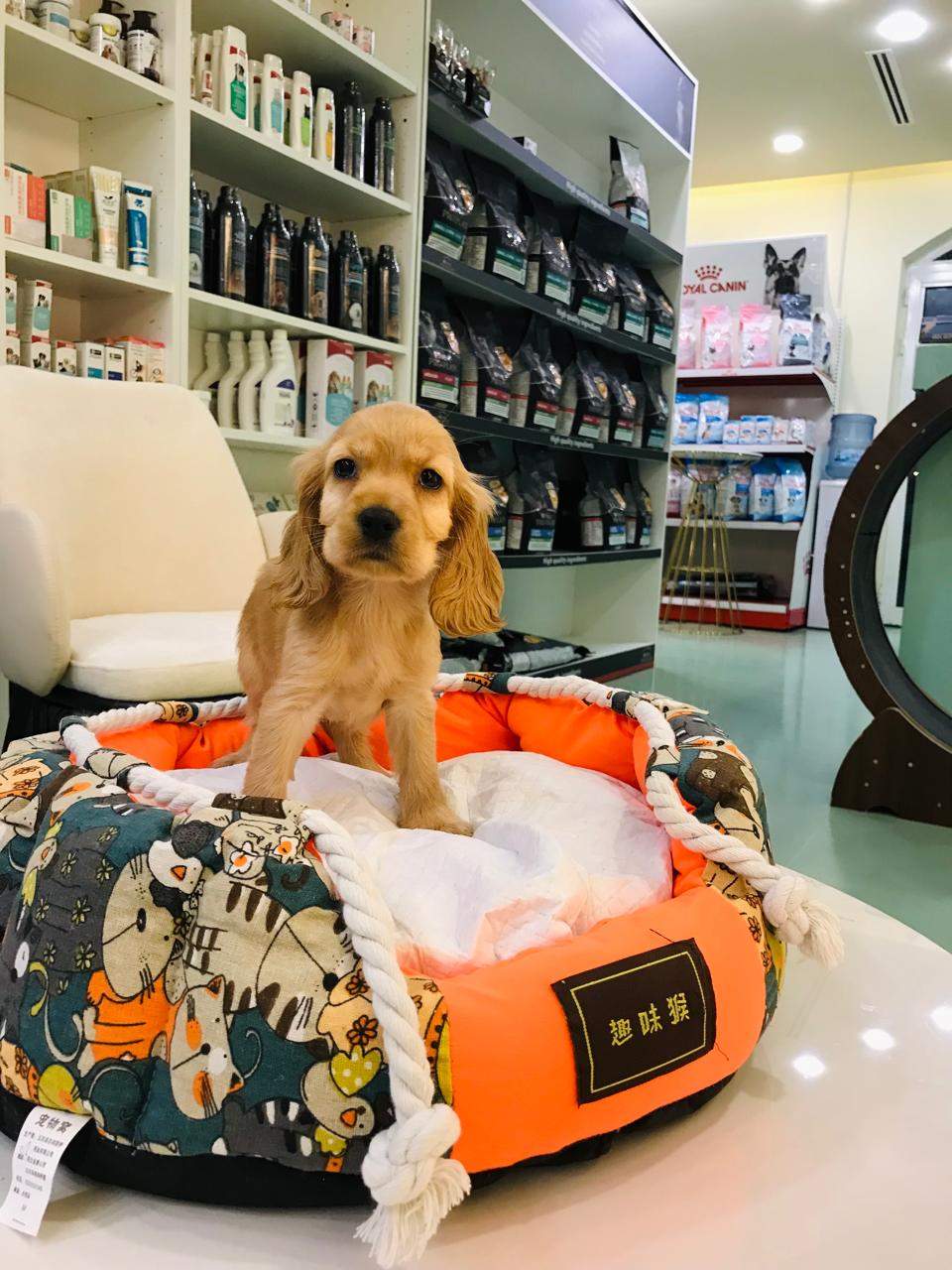 Cocker Spaniel Female Puppy