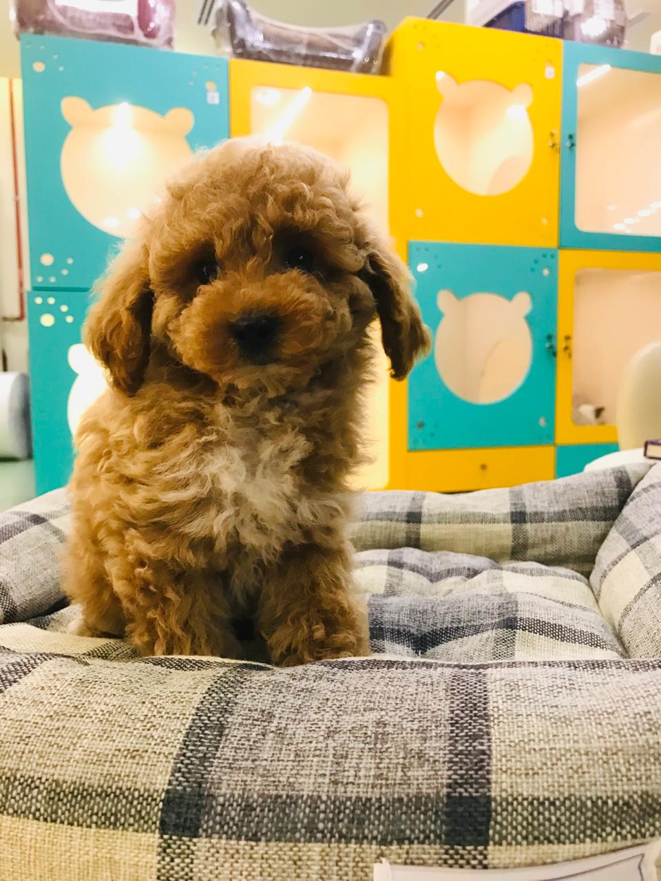 Maltipoo Male Puppy