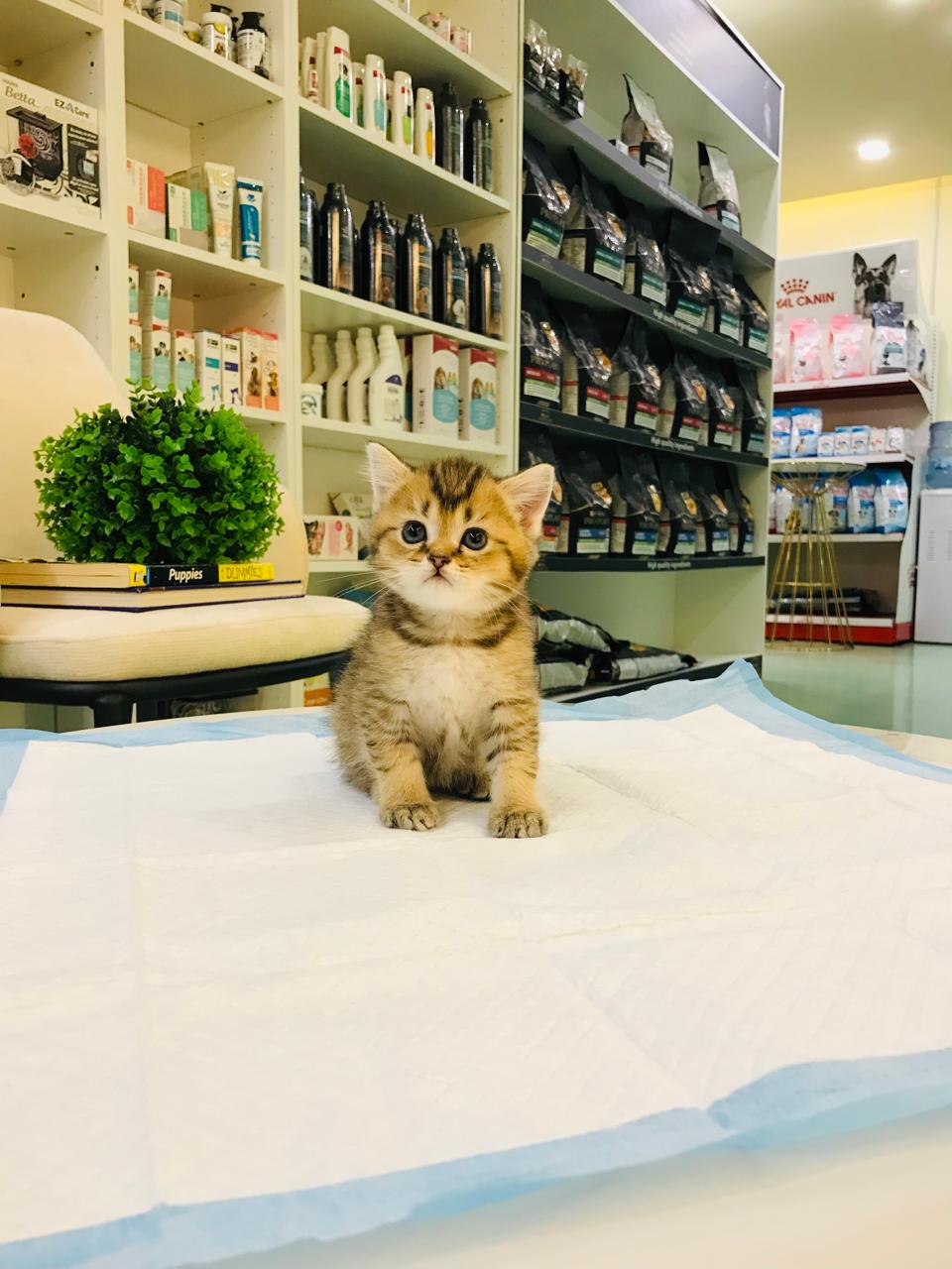 British Short Hair Male Kitten