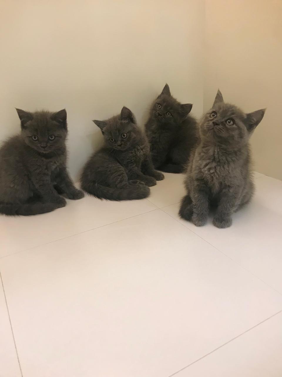 British Short Hair Kittens