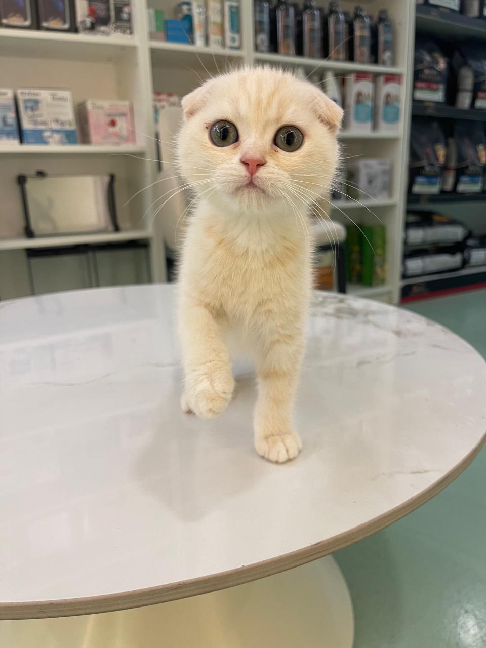 Scottish Fold Kitten
