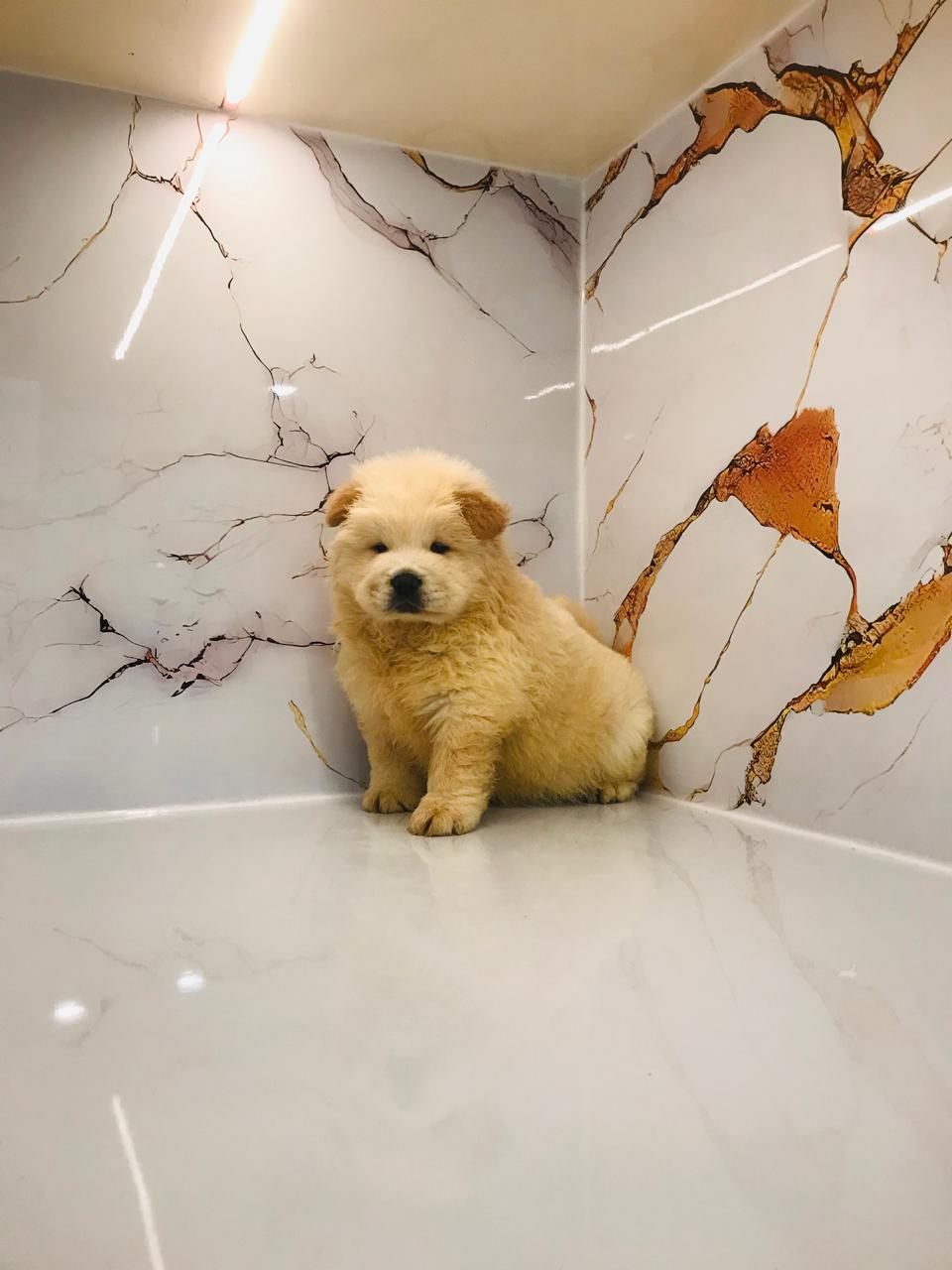Chowchow Puppy