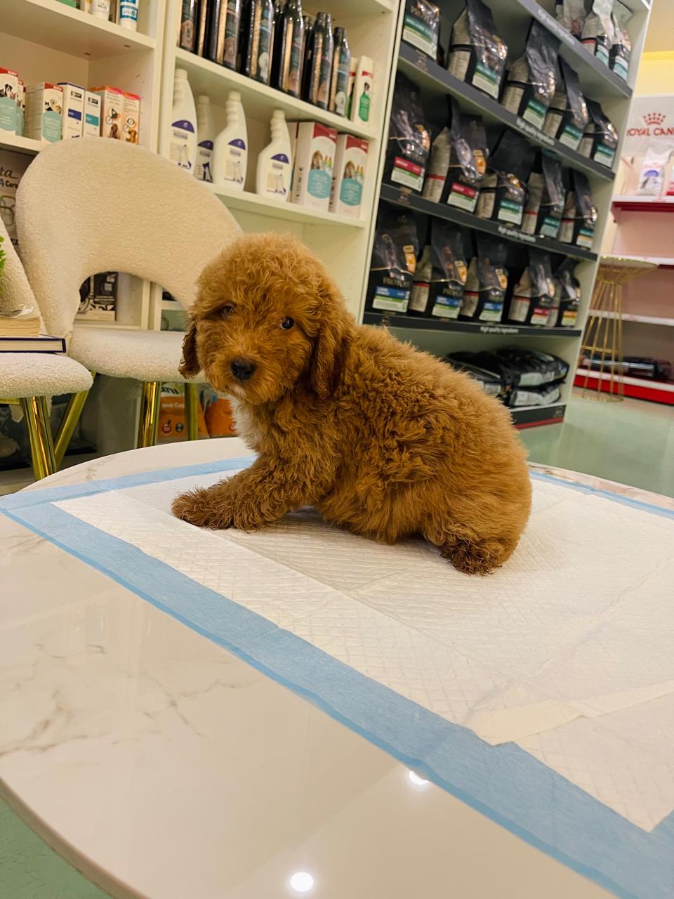 Golden Doodle Female Puppy