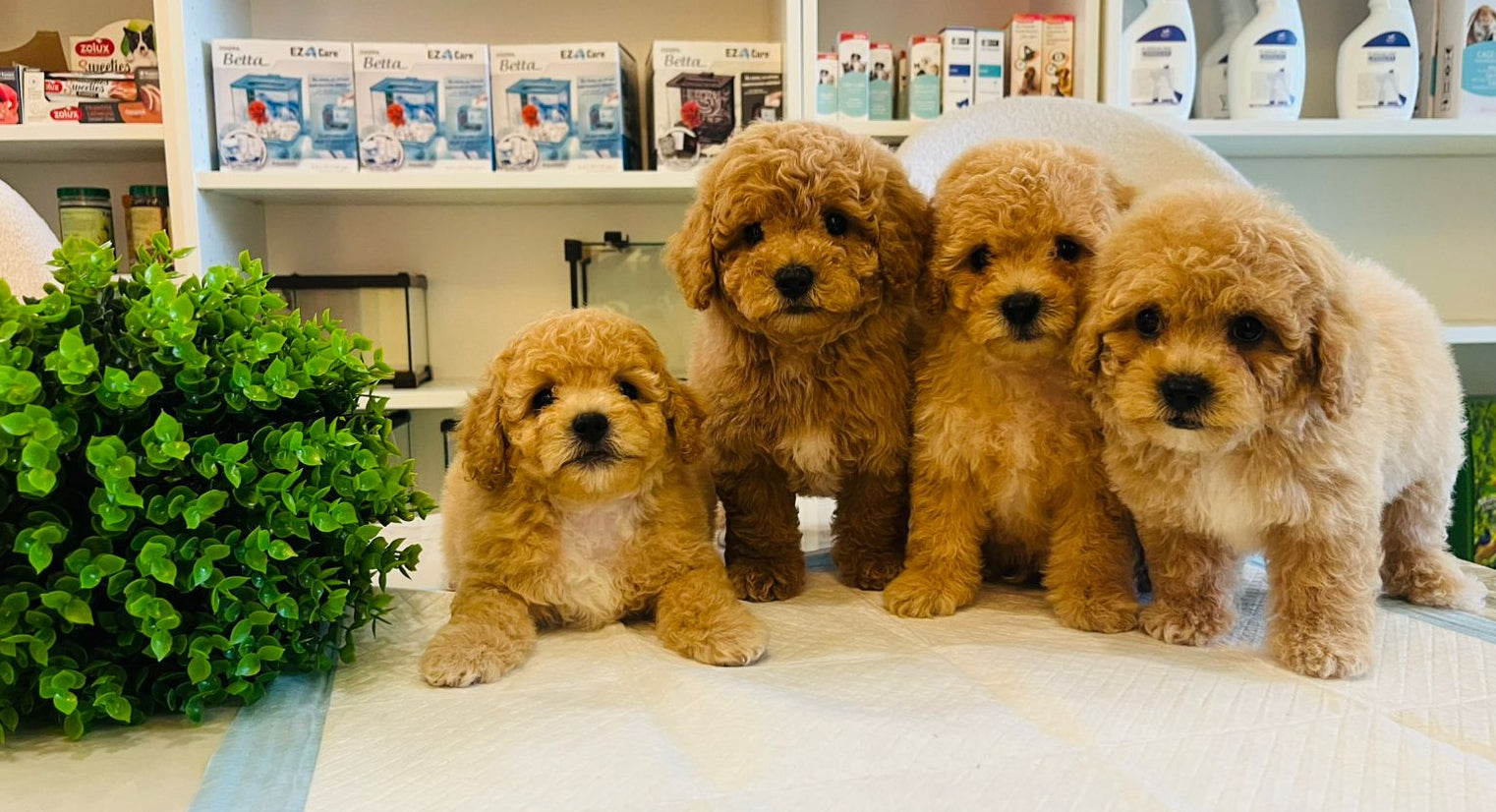 Poodle Puppies