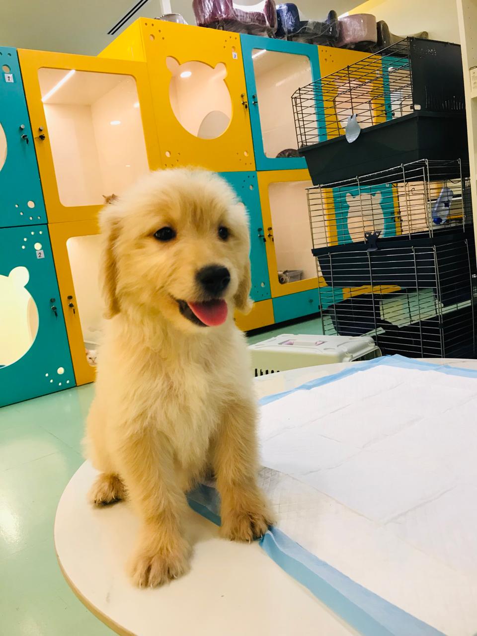 Golden Doodle Female Puppy