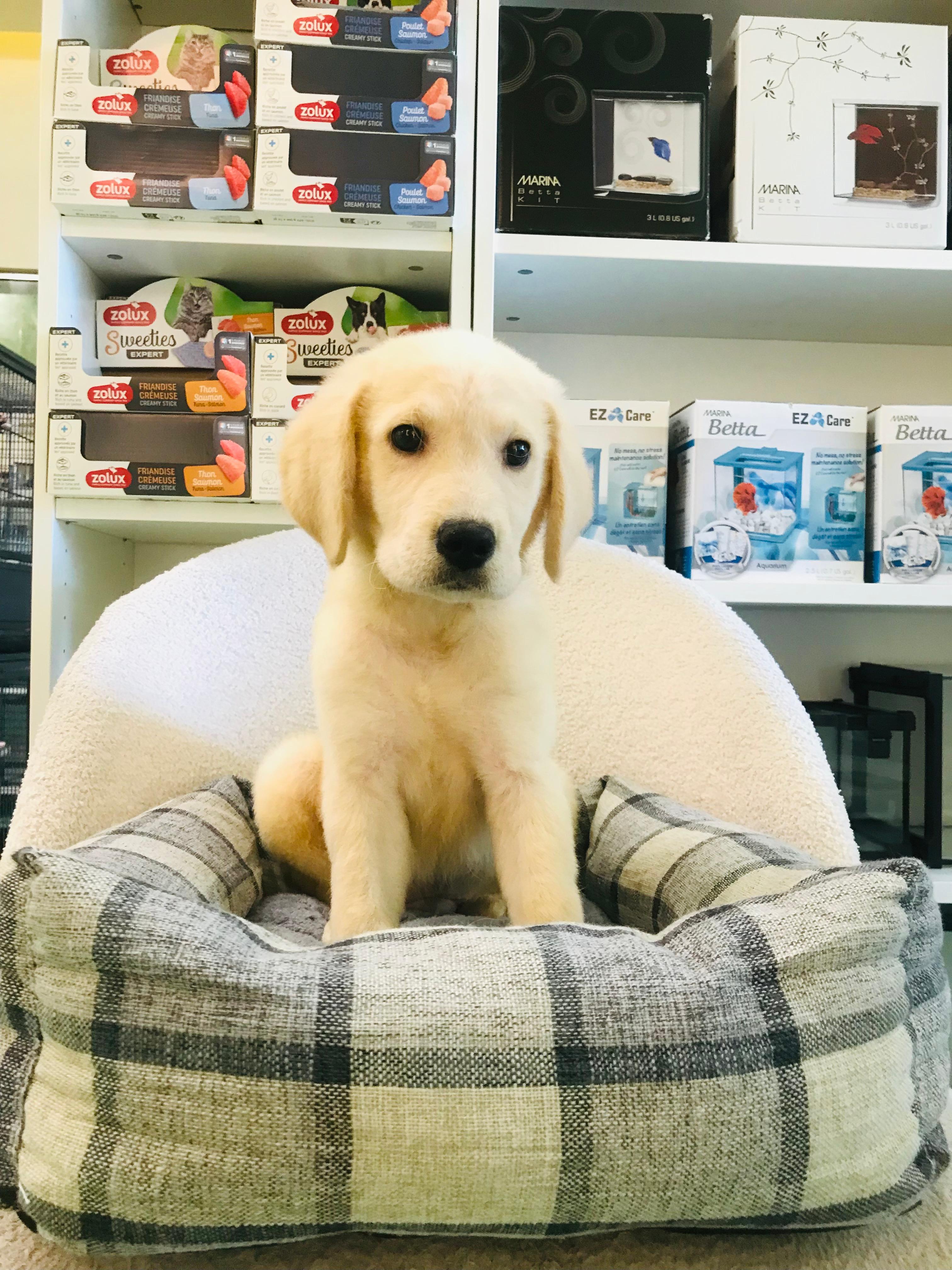 Labra Doodle – Furry Babies Animals Trading