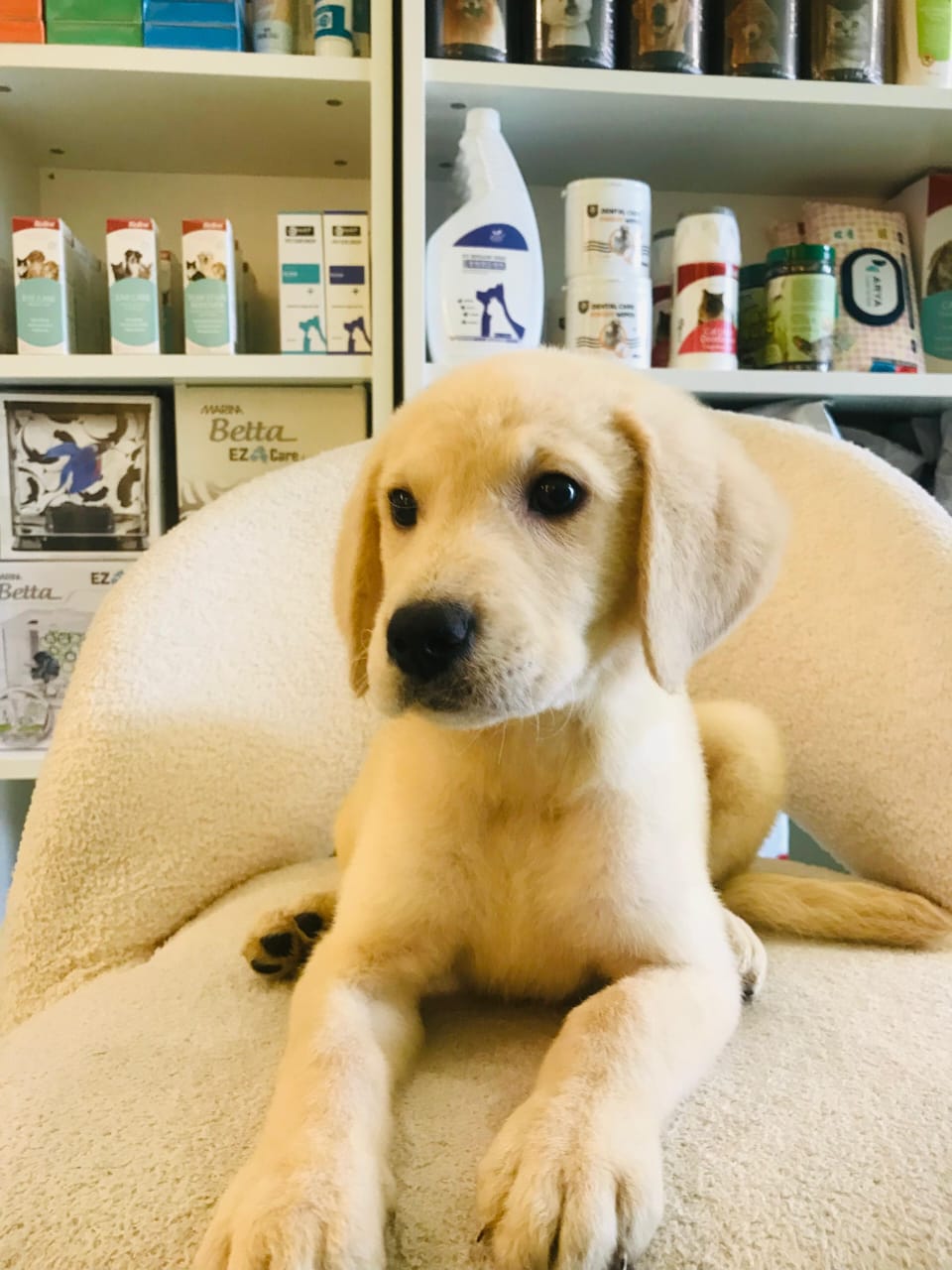 Labra Doodle – Furry Babies Animals Trading