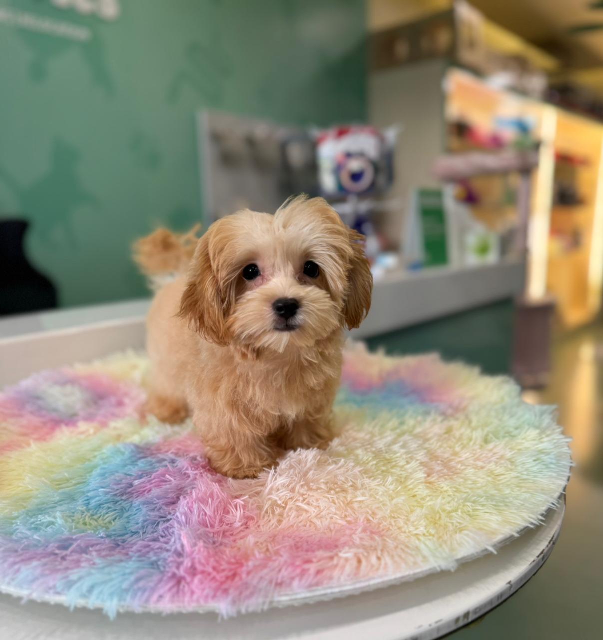 Teacup Maltipoo