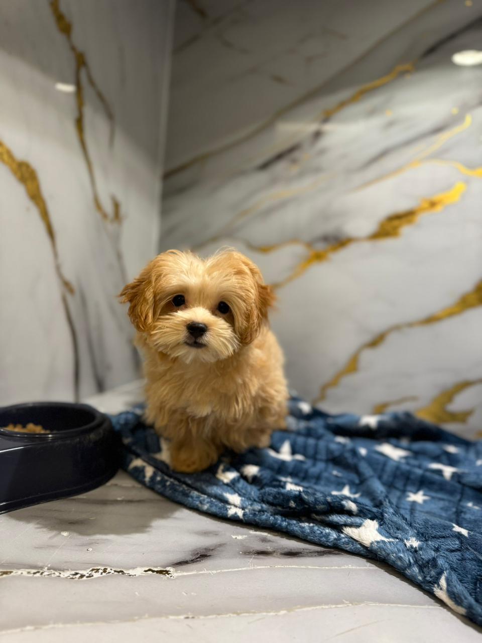 Teacup Maltipoo