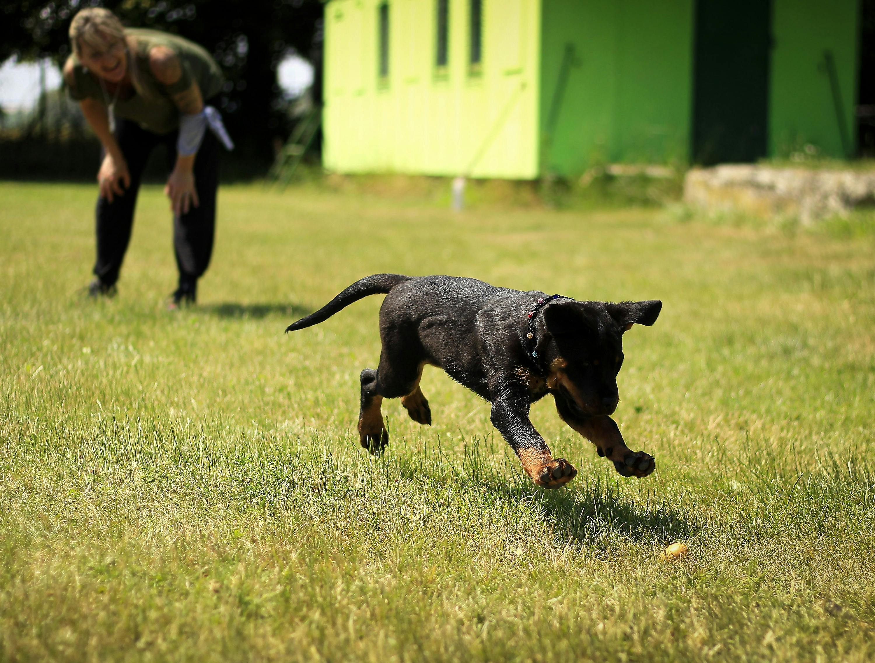 What Is the Best Way to Approach Dog Training Dubai for Beginners?