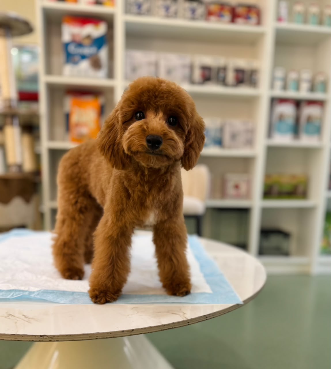 CAVAPOO