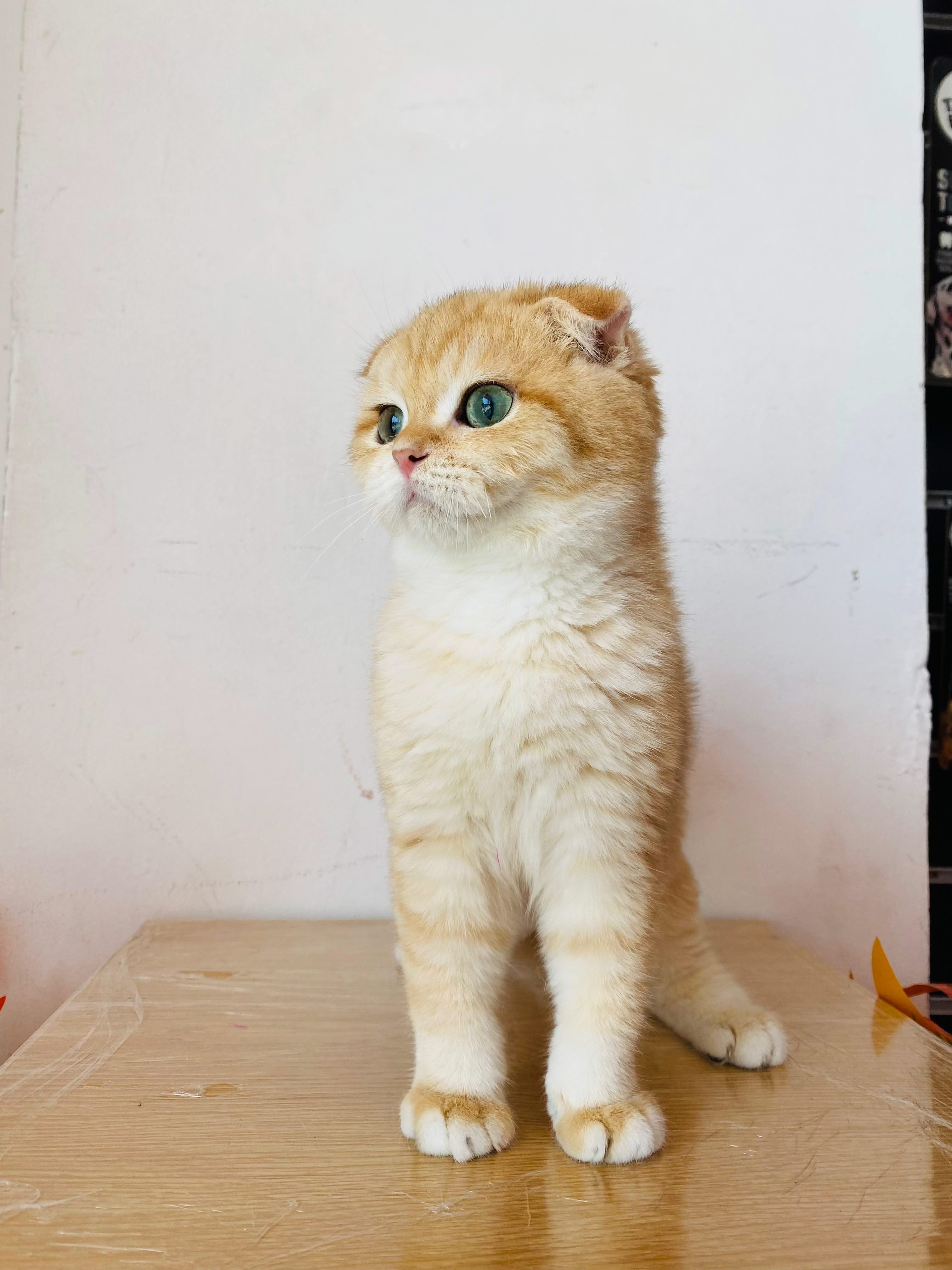 Golden Munchkin Fold Kittens Dumas The Scottish Fold Kitten With