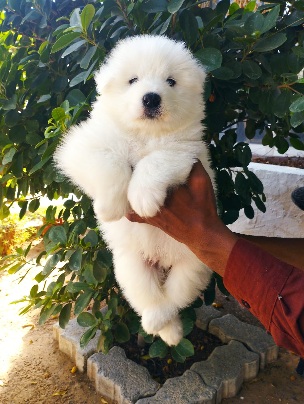 Samoyed Breed Samoyed Puppy Near Me White Dog Breed Puppy Samoyed