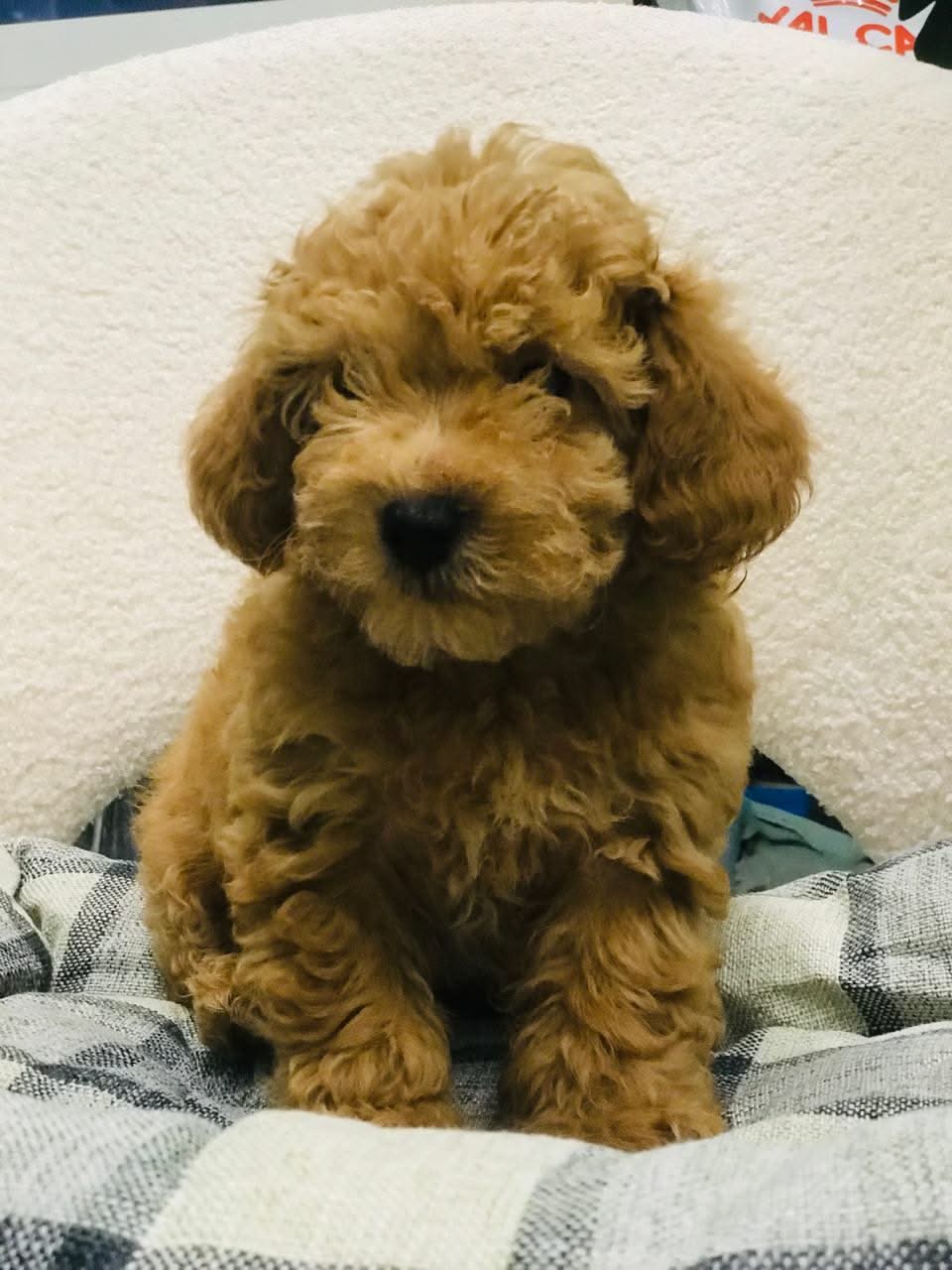 Mini Puddle Roux Mini Poodle – Furry Babies Animals Trading