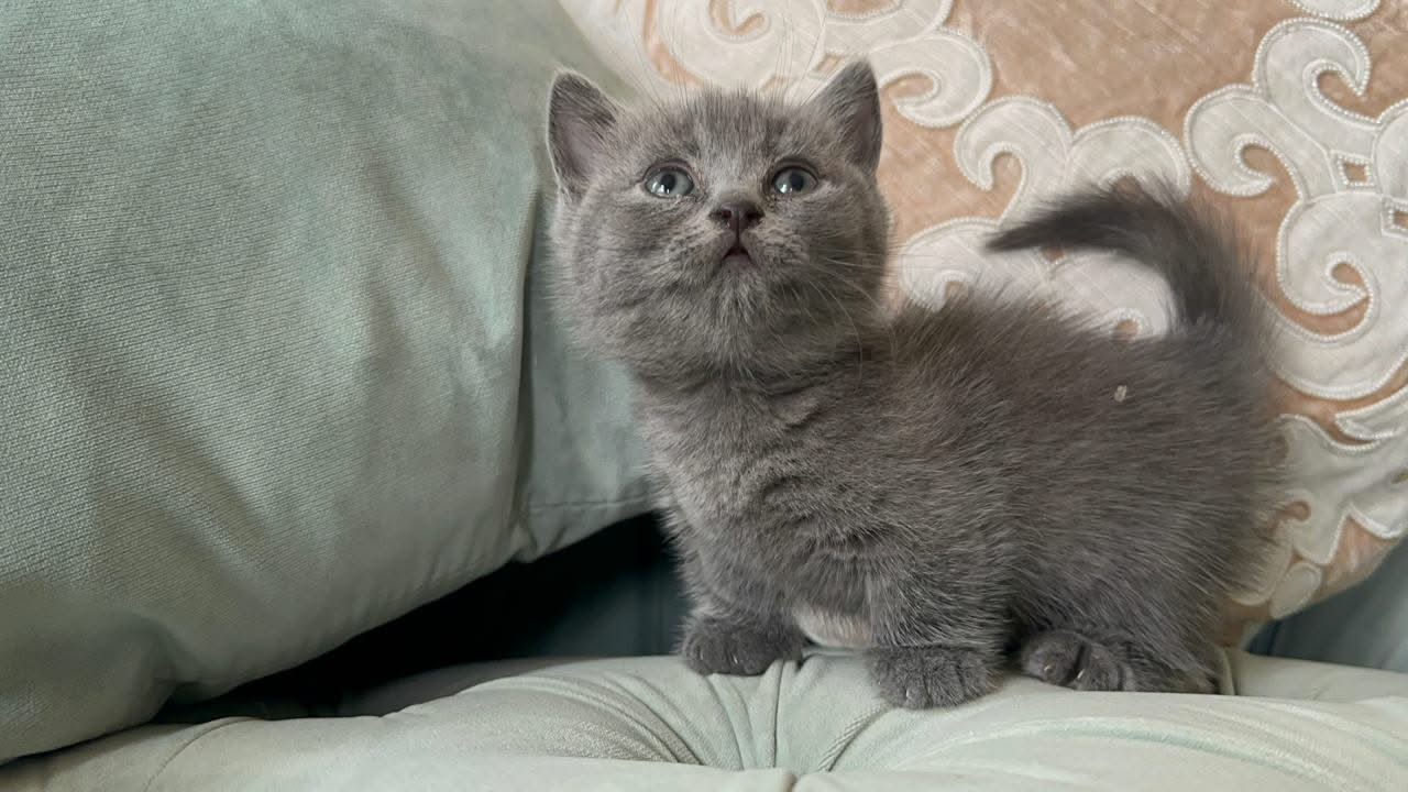 British Shorthair Types Of Munchkin Cats Tabby Cat Cat Breed