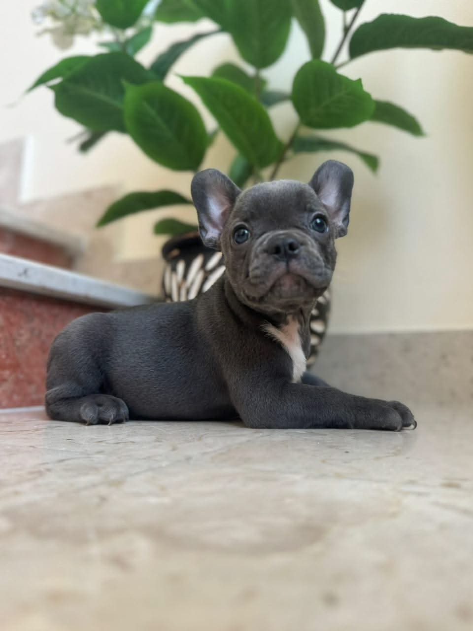 Blue French Bulldog Puppies Furry Babies Animals Trading – Furry