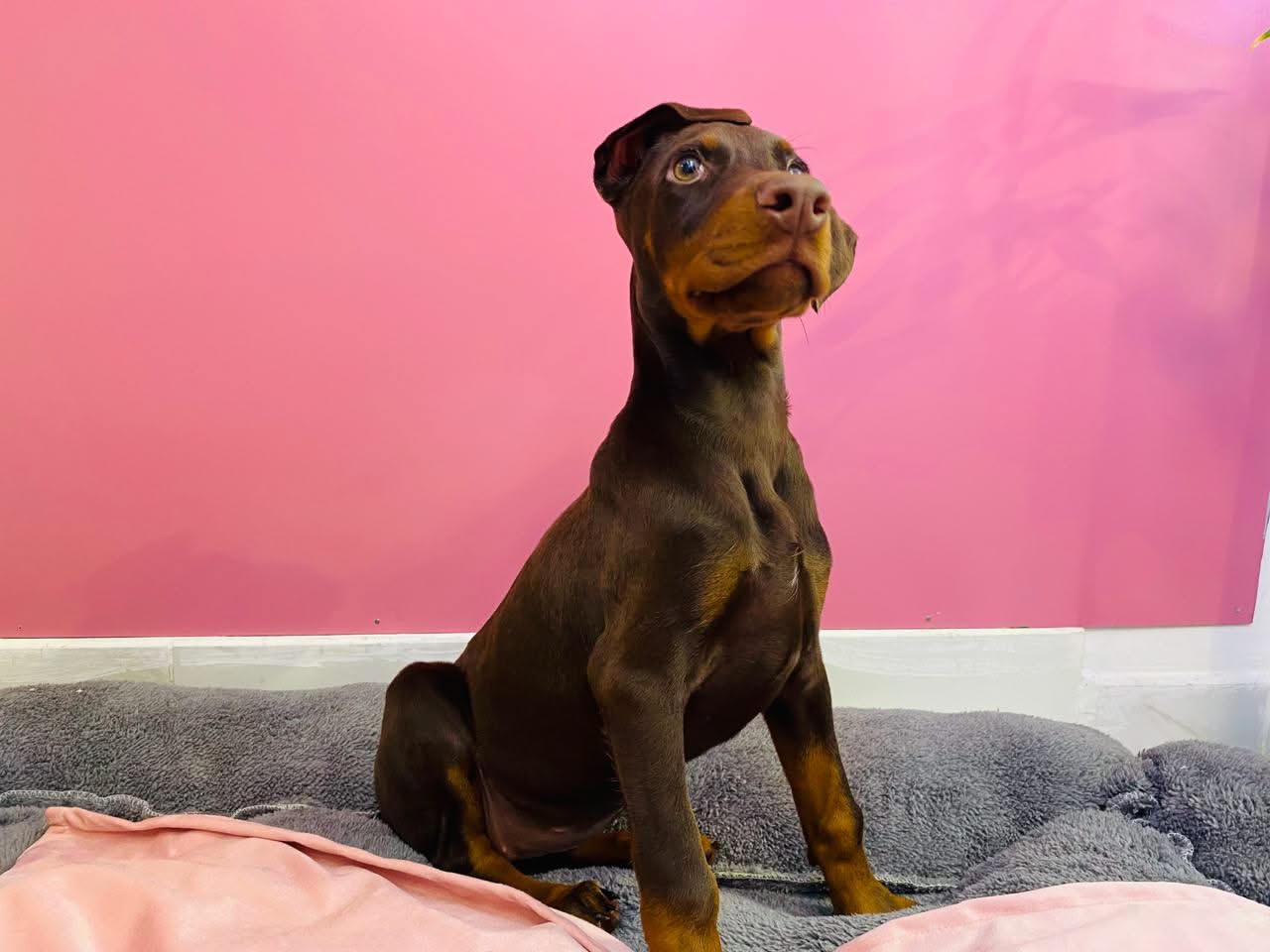 Doberman Puppy – Furry Babies Animals Trading