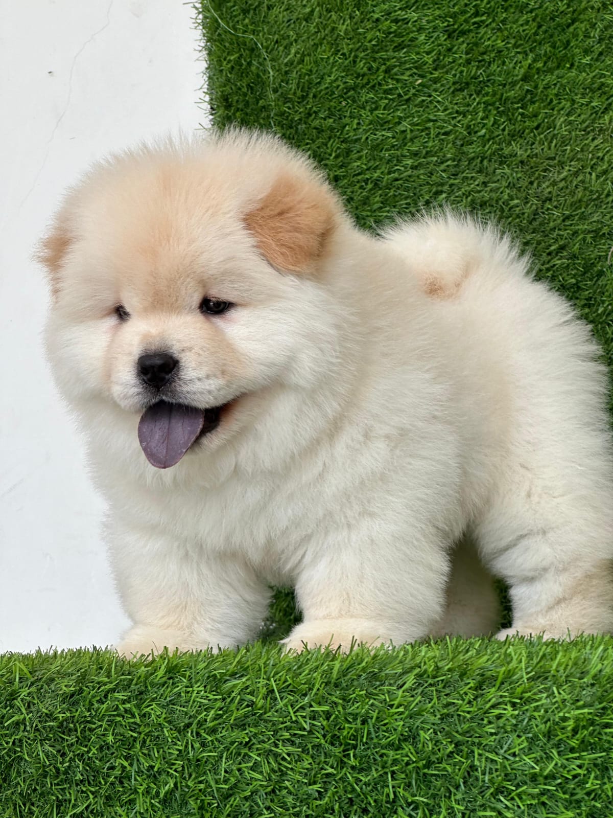 Chowchow Puppy – Furry Babies Animals Trading
